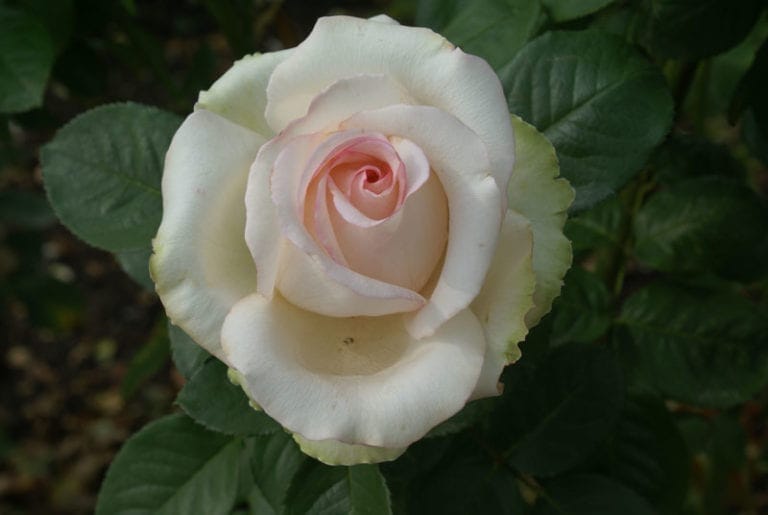 Liesbeth Roses Elisabeth Rose Ludwig's Roses