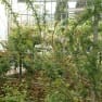 Finger Pruning
