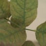 Spider Mite or Red Spider