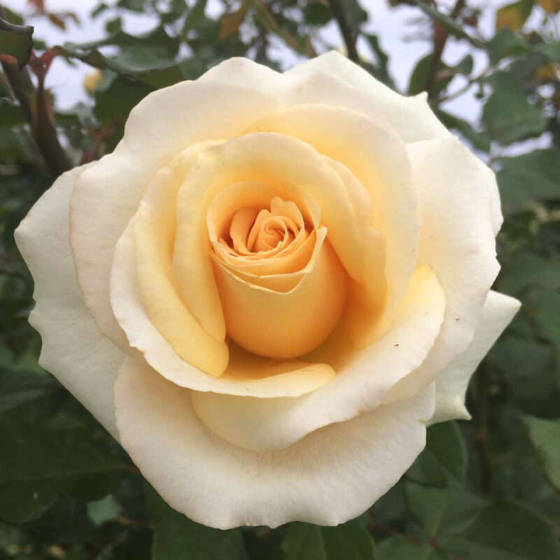 Albertina Sisulu - Ludwig's Roses