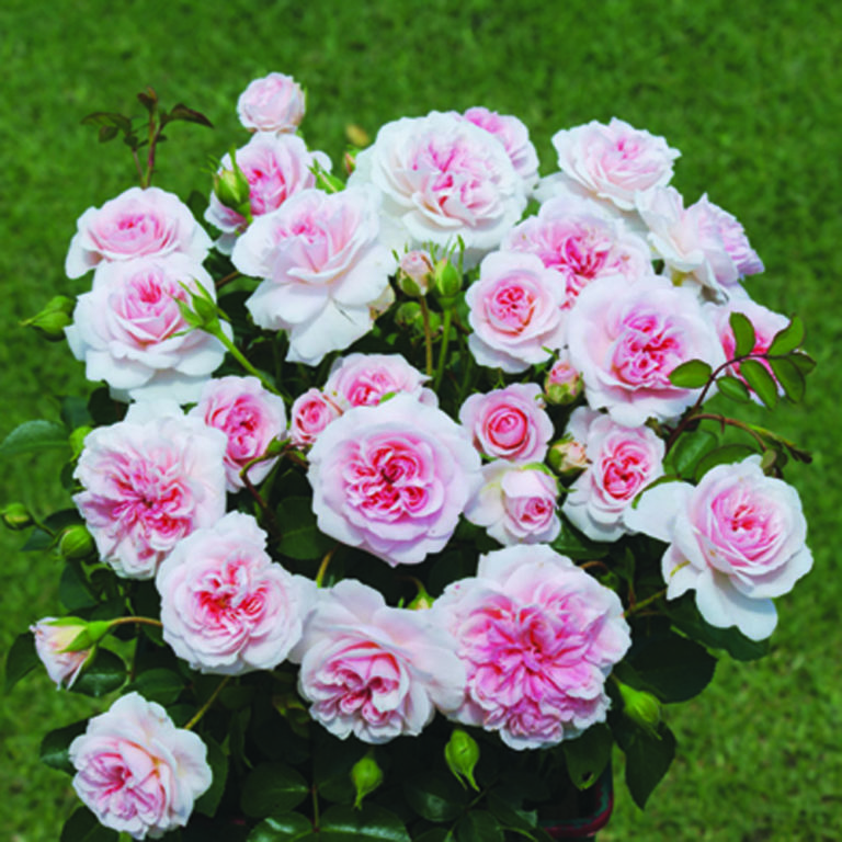 90cm Roses Std My Granny 90cm - Ludwig's Roses