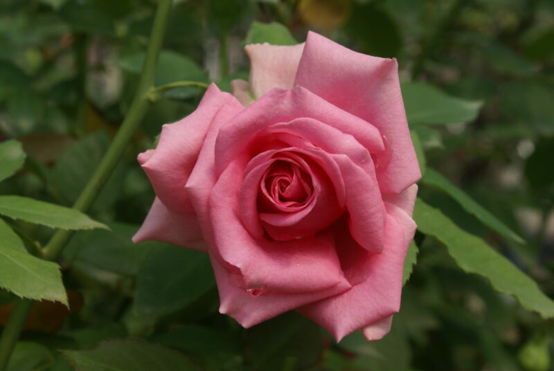 Pink Spectacle - Ludwig's Roses