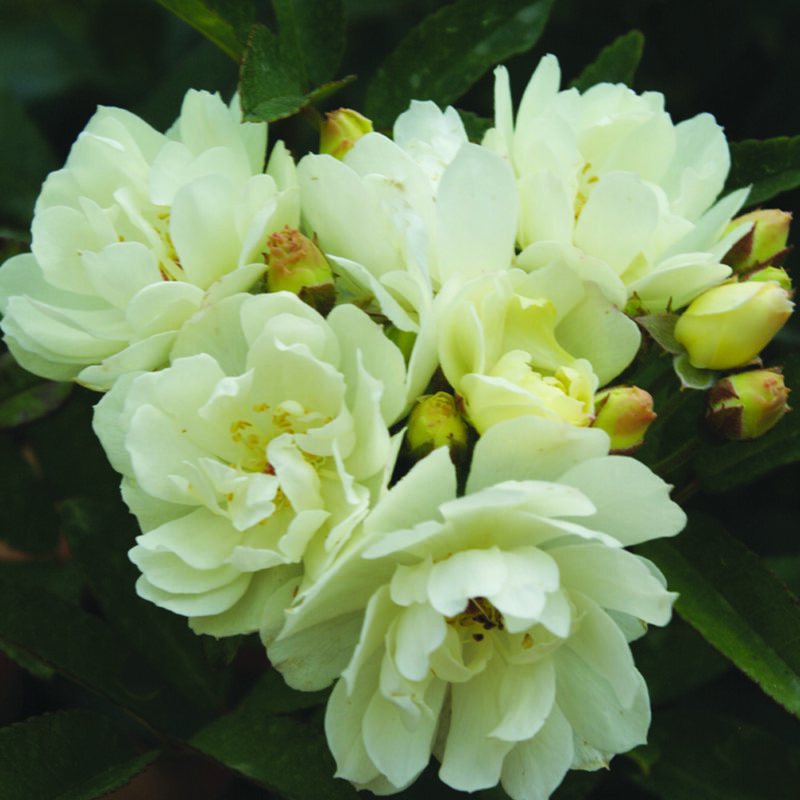 Purezza - Ludwig's Roses