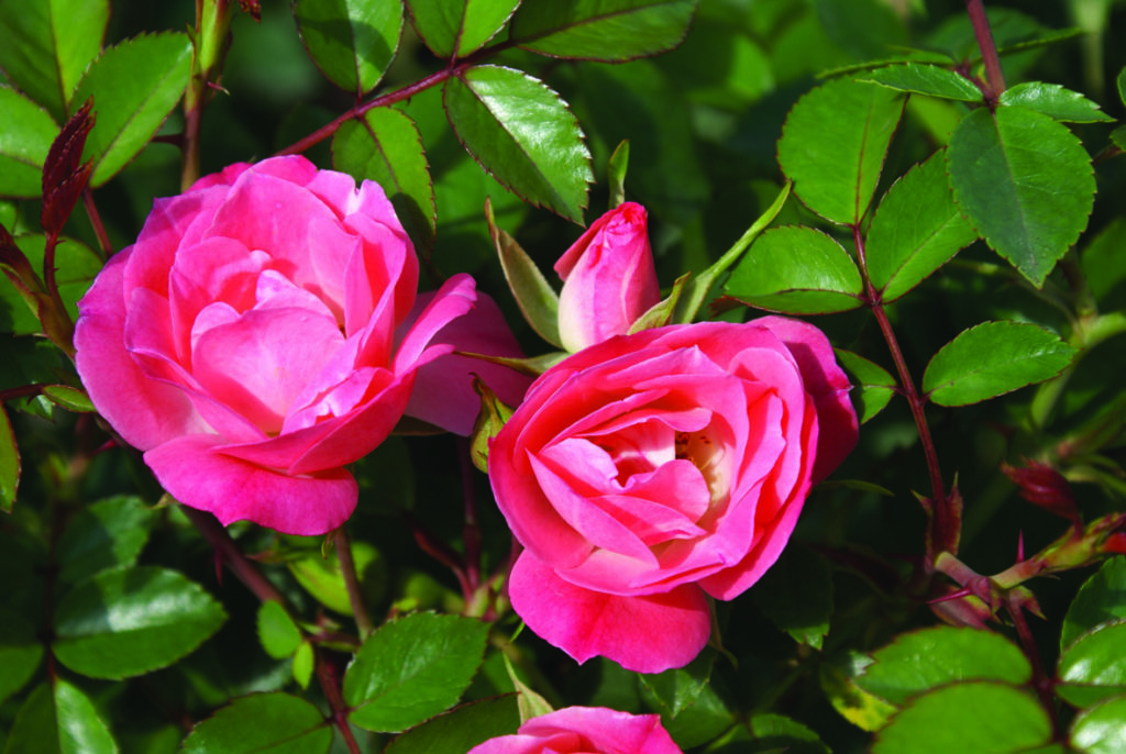 Roses Red Cheeks Rosy Cheeks -Ludwig's Roses
