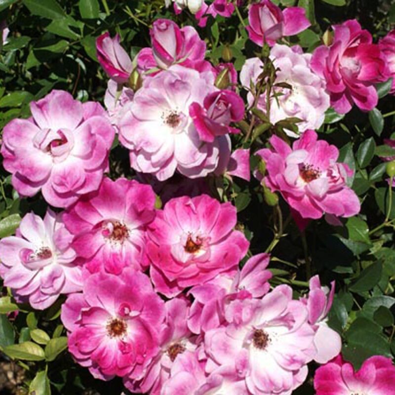 Brilliant Pink Iceberg