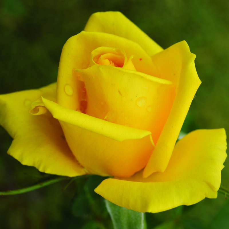 The Yellow