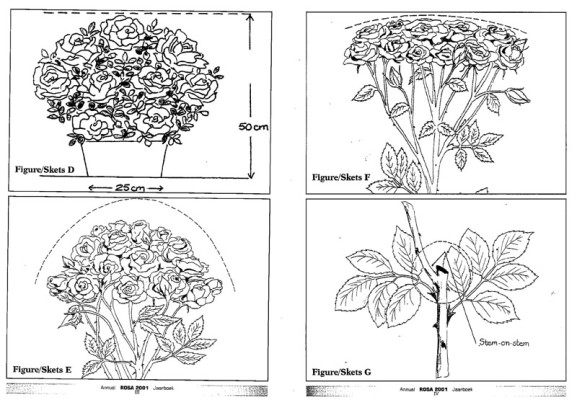 U Shape Roses EXHIBITING ROSES - Ludwig's Roses