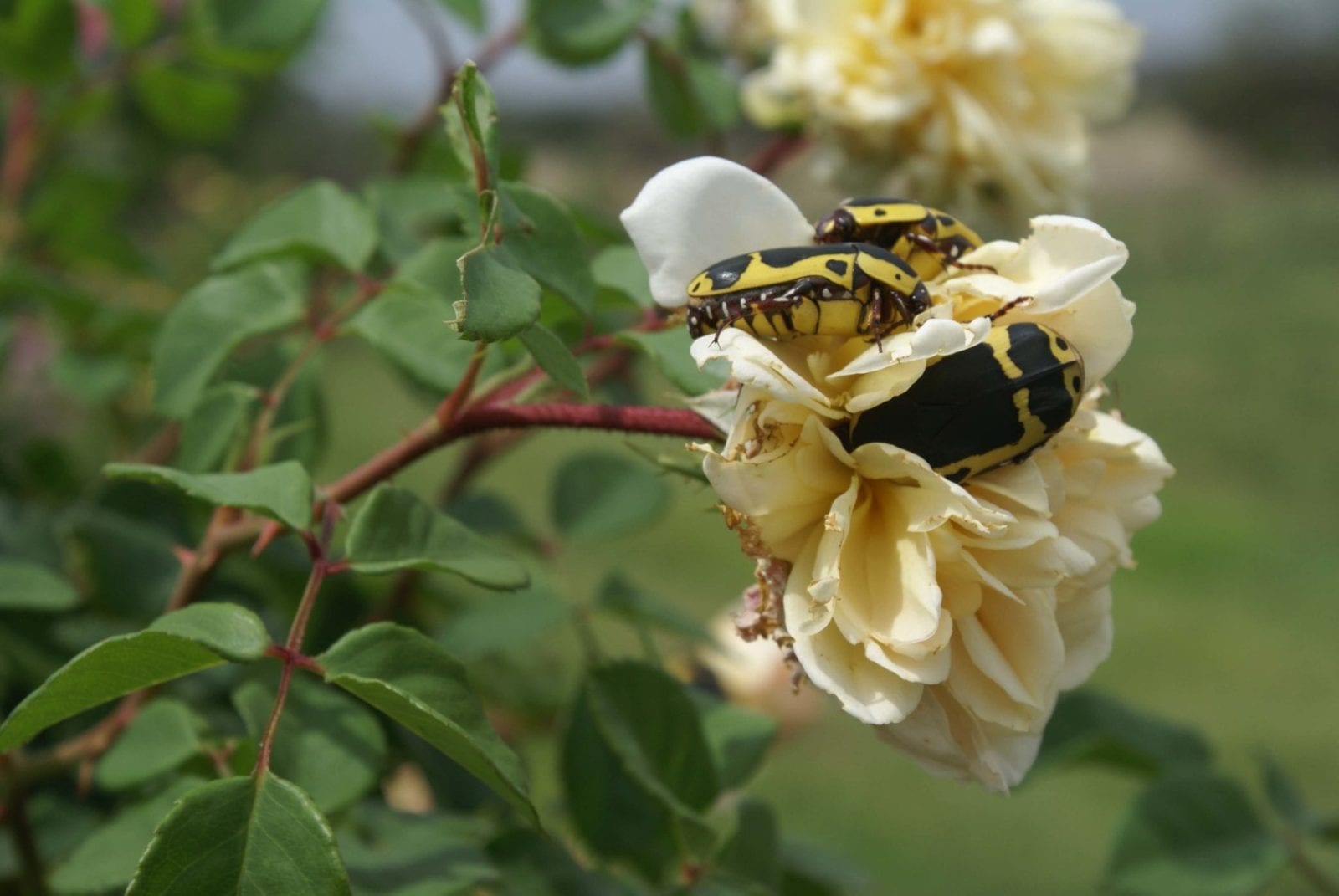 Rose chafer beetle (eats blooms) - Ludwig's Roses