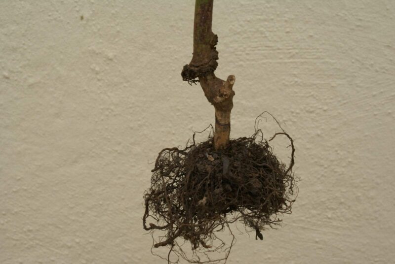 termites - Ludwig's Roses
