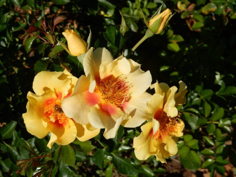 Eye of The Tiger Rose