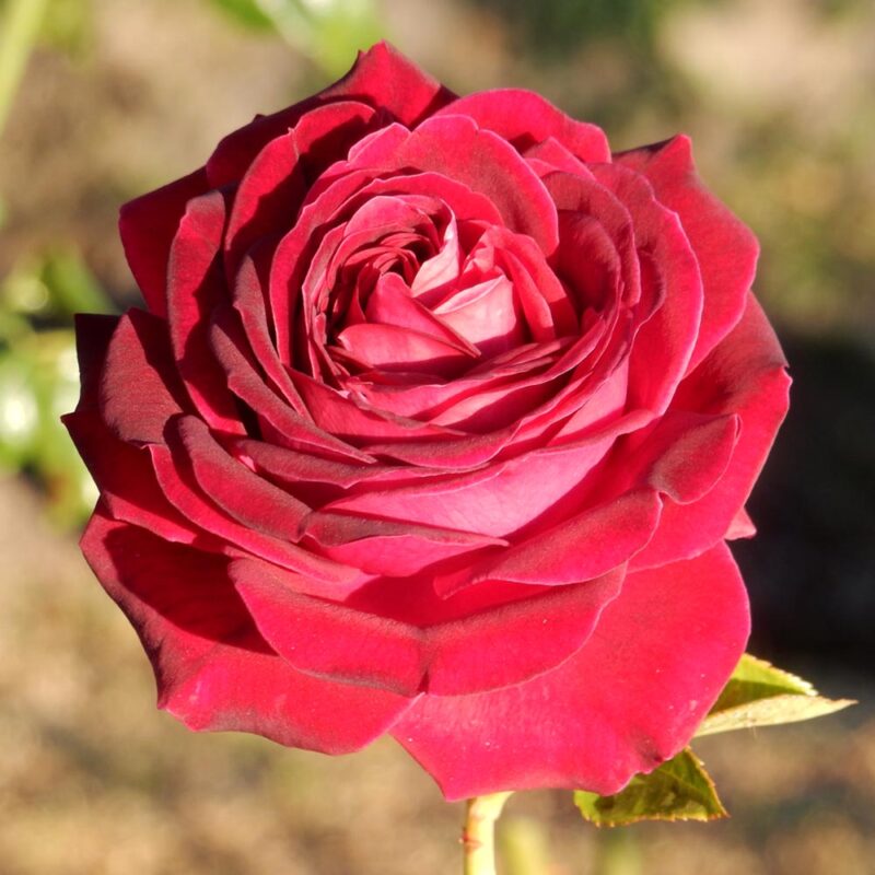 Carmine GrandiRosa