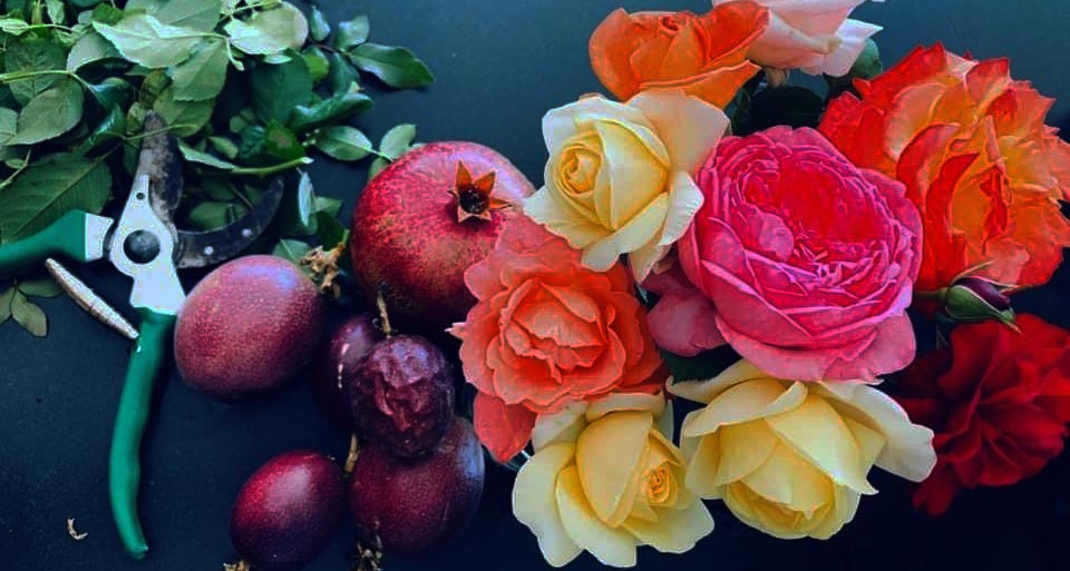 Veggies + Roses = food for body and soul Ludwig's Roses