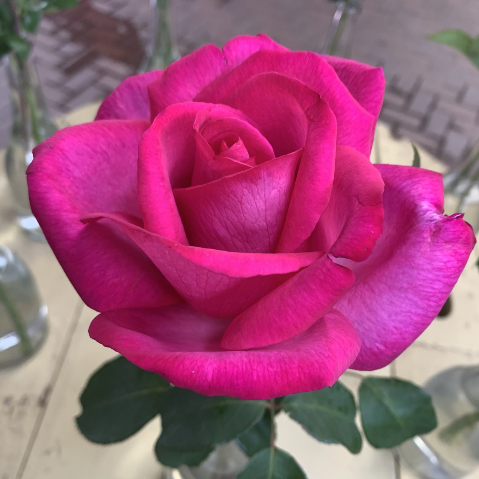 Std Garden Queen 90cm - Ludwig's Roses