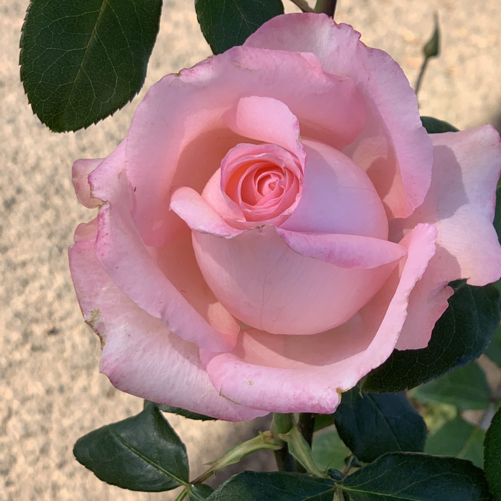 VLV Kaapland LUDmoonsun (N) - Ludwig's Roses