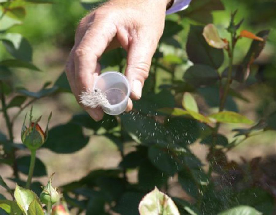 You are what you eat …even for roses.
