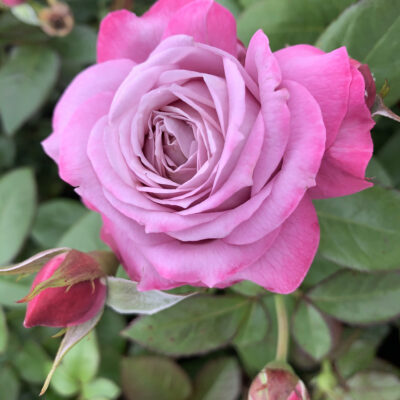 Standard roses 90cm - Ludwig's Roses