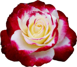 Mother's Day Lunch Buffet 2