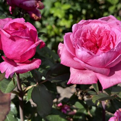 Missing You KORiphague (P) GRANDIROSA