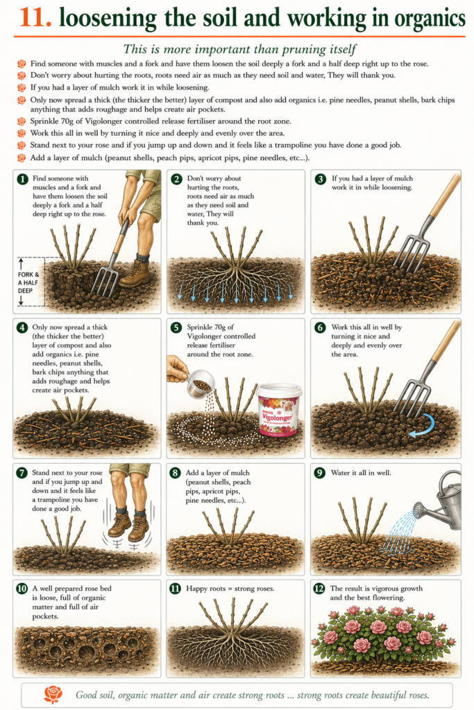 Rose Pruning 101 13
