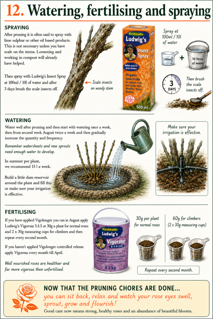 Rose Pruning 101 14