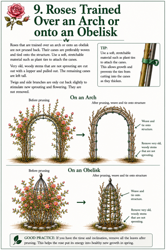 Rose Pruning 101 11
