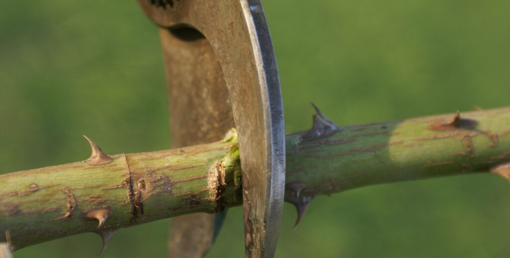 Rose Pruning 101 1