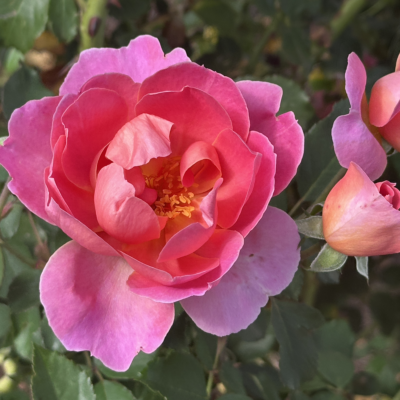 IN THE PINK – DELpipoly