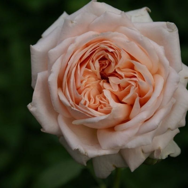 Antico Amore - Ludwig's Roses